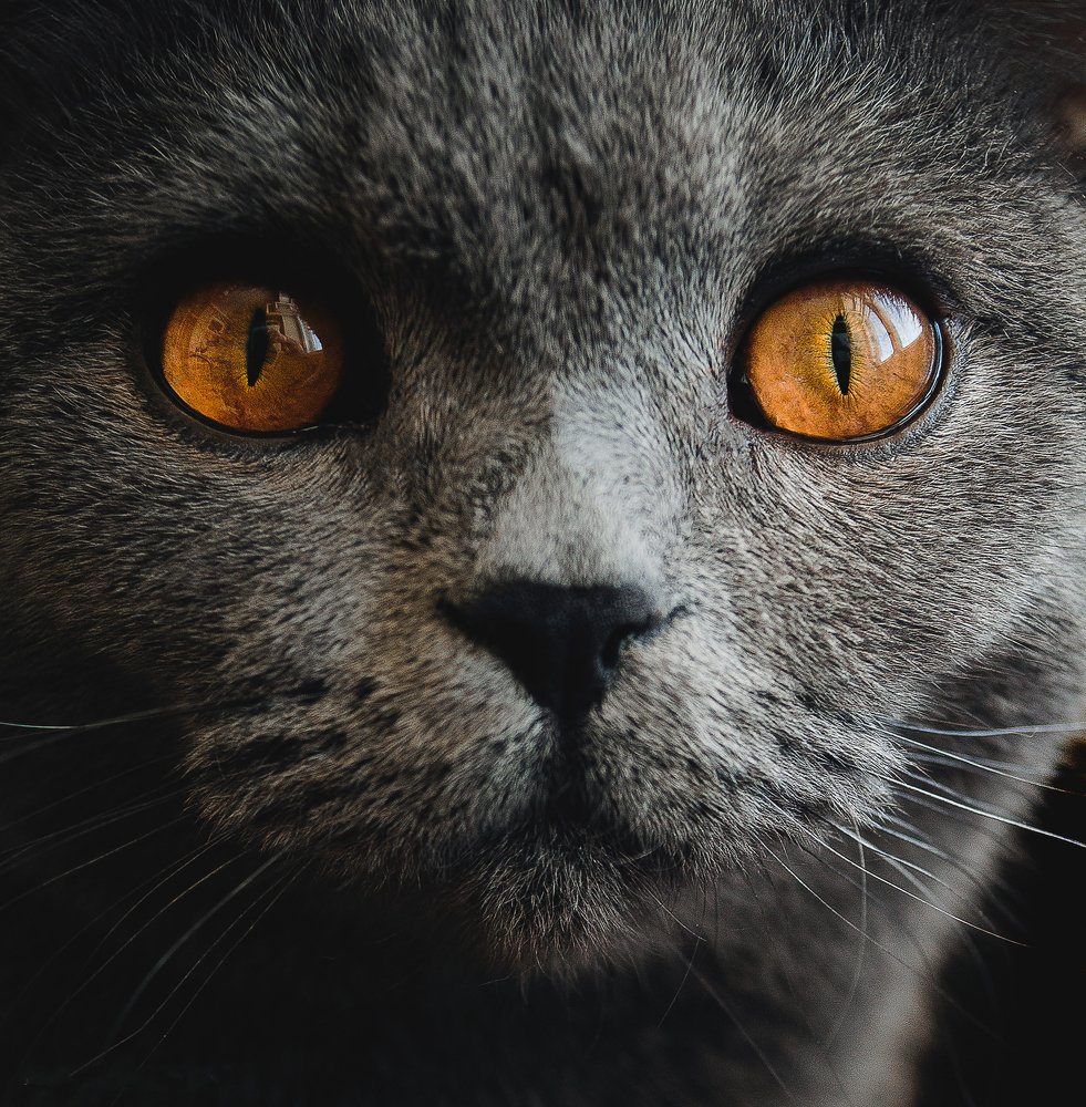 Домашний хищник