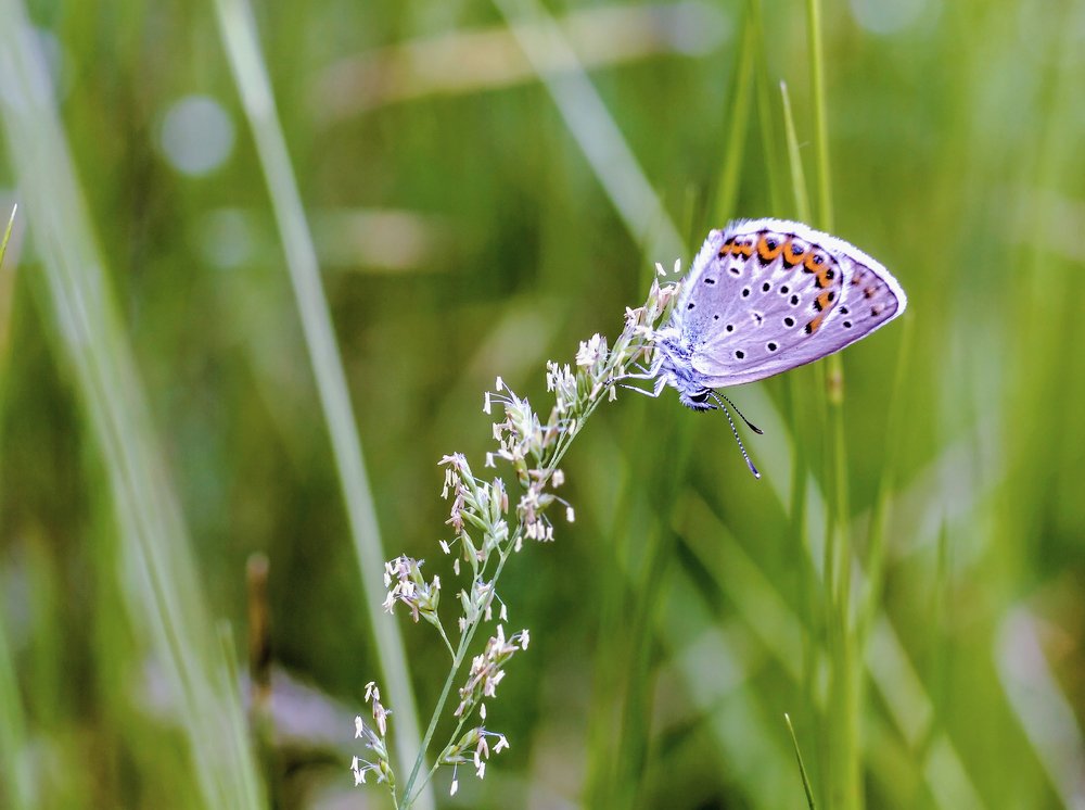 На травинке
