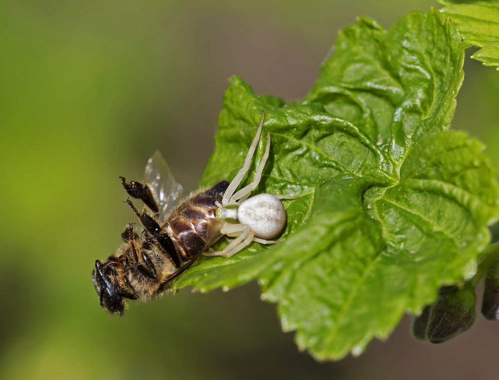 White Crab Spider (Misumena vatia) caught a bee.