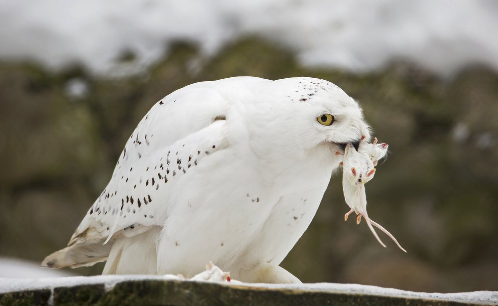 Snowy owl caught the mouse.