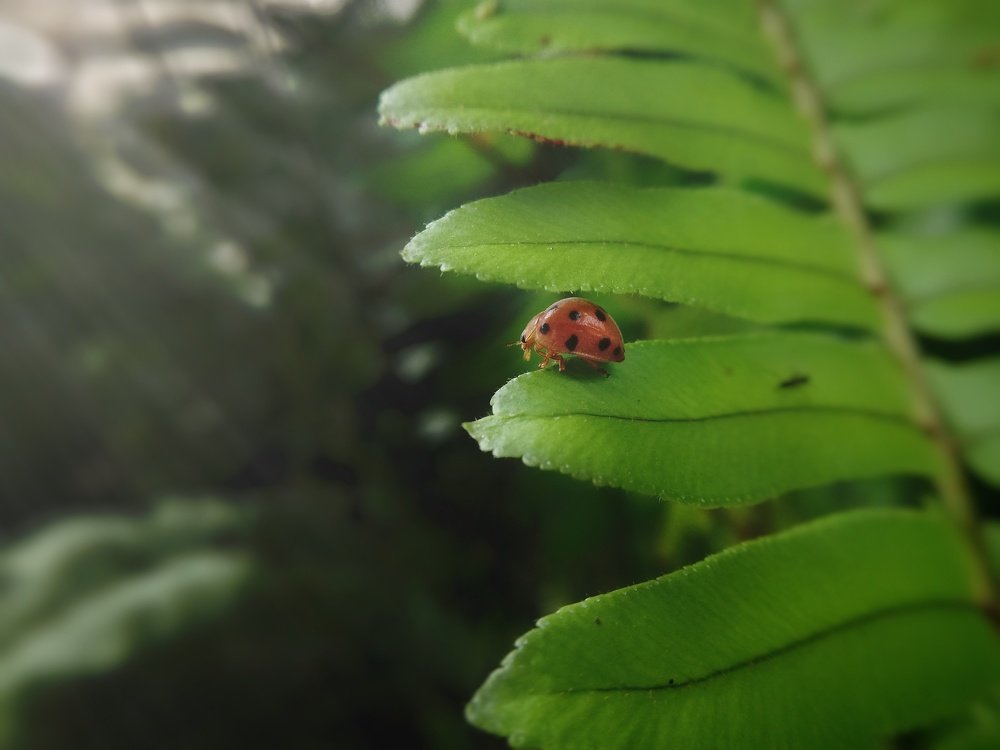 multicolored lady beetle