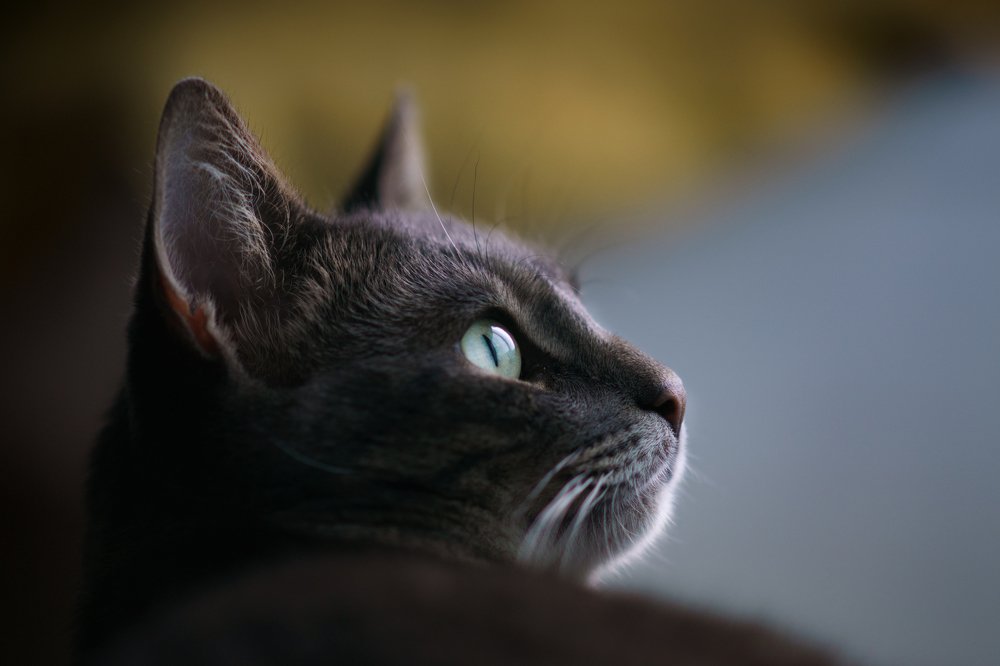 Портрет Кота.