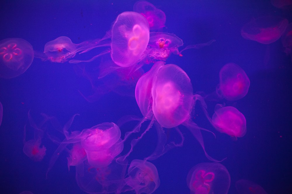 Careful, jellyfish