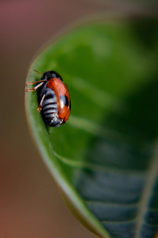 Ladybird Beetle