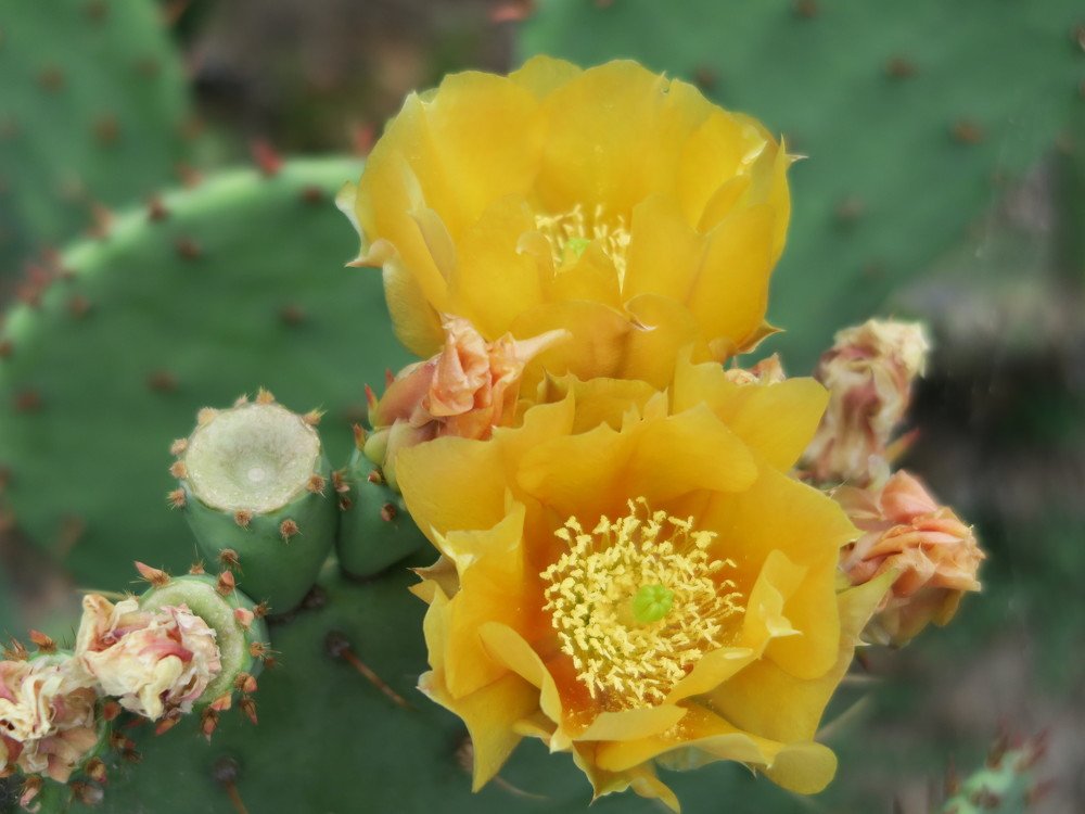 Цветы кактуса