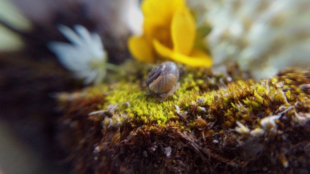 Маленькая страна