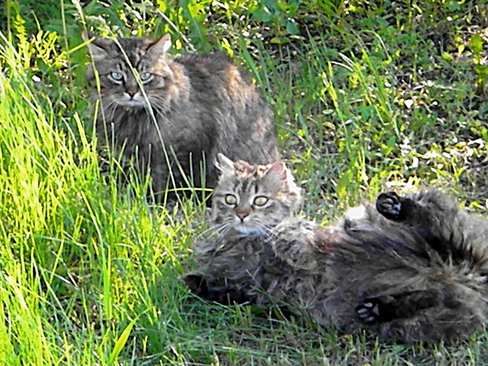 Spring- love...