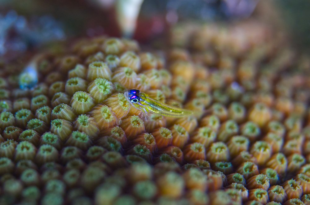 Little fellows in a Reef