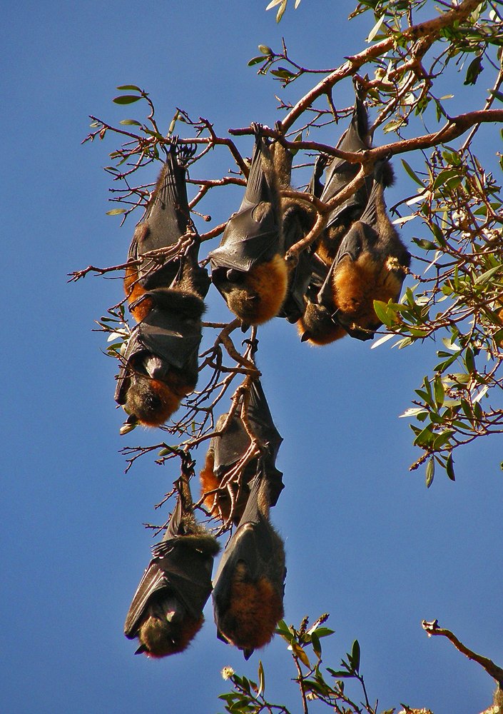 flying fox colony