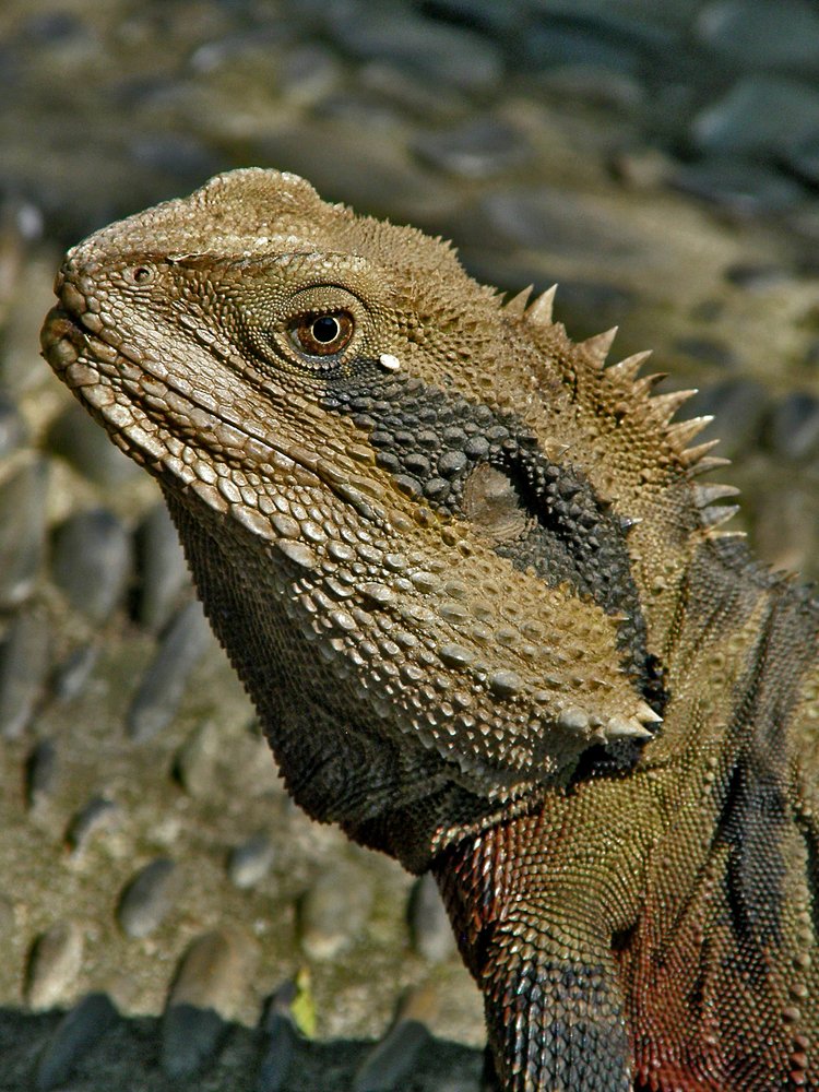 lizard port