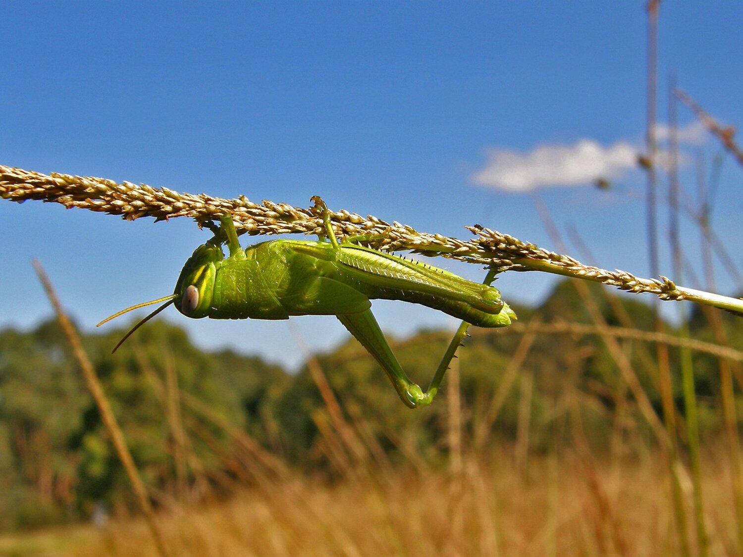 grasshoppers
