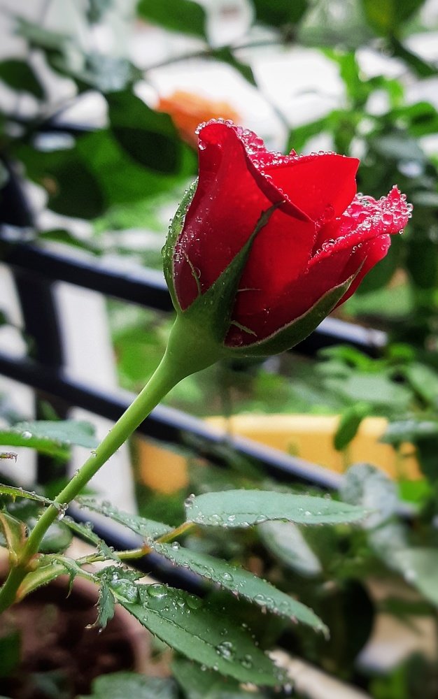 Dew on rose - mobile photography