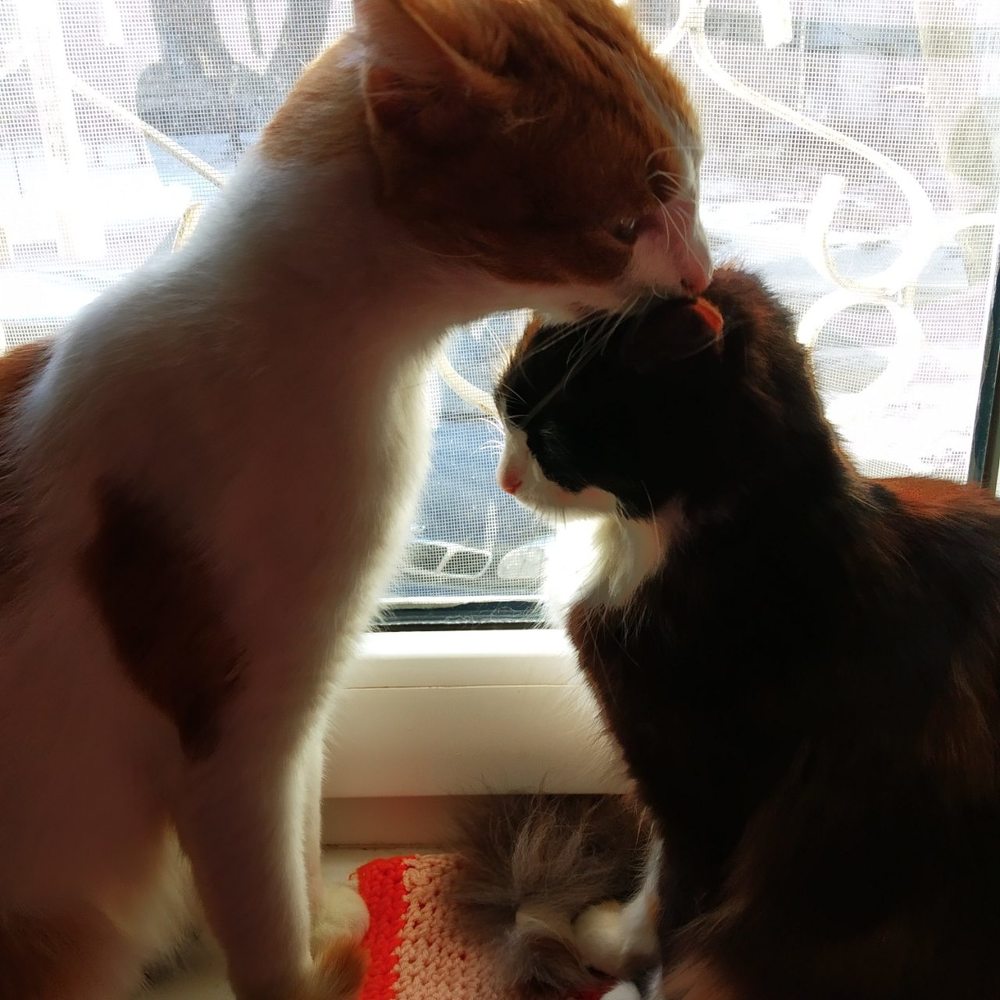 Котики )