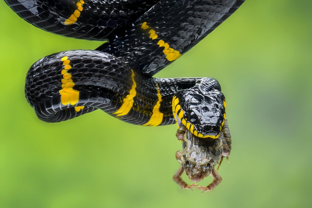 The golden ring snake with prey