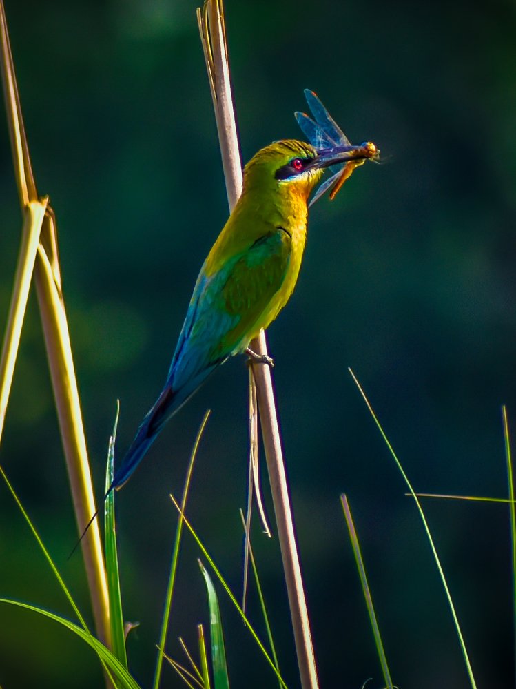 Blue-tailed bee eater with Morning Breakfast