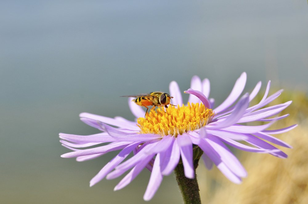 Bee collects pollen
