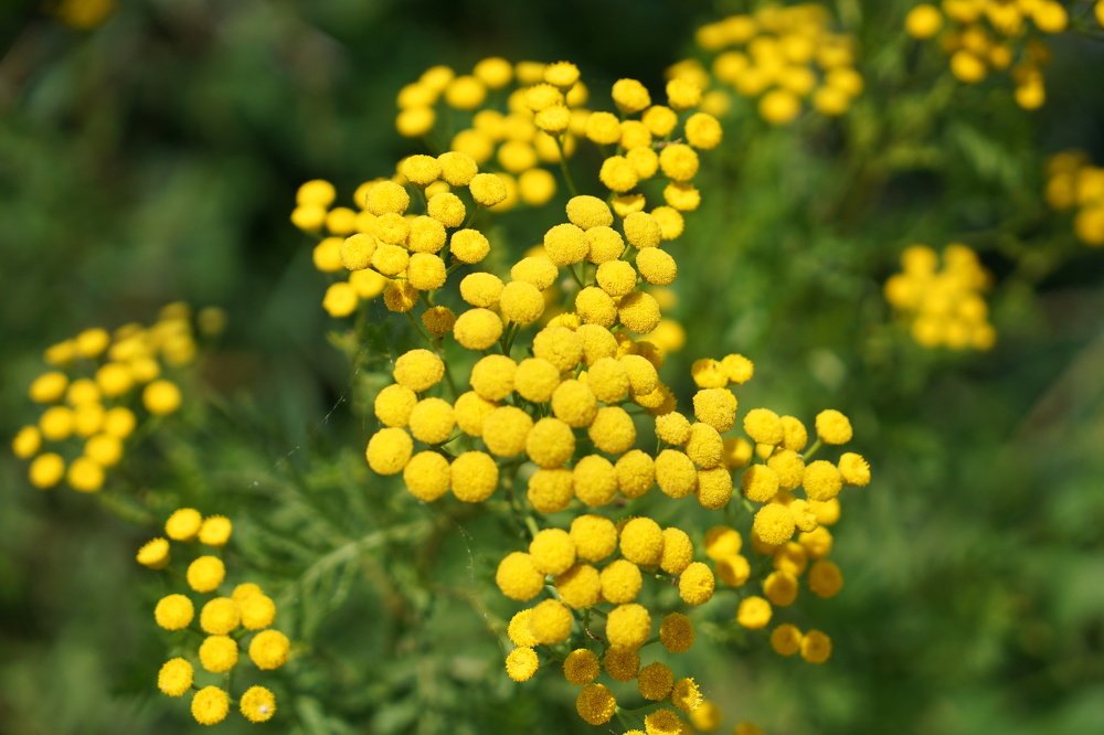 Фотография автора Ирина Зайцева