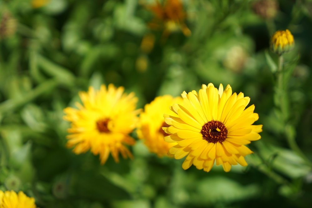 Фотография автора Ирина Зайцева