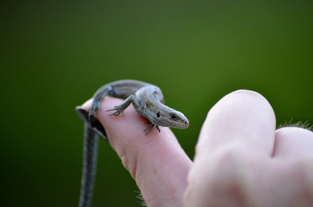 Lizard on the hand
