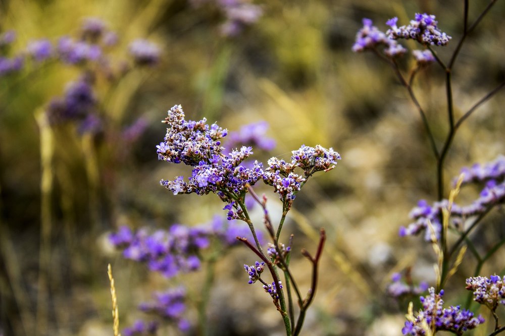 Кермек Гмелина