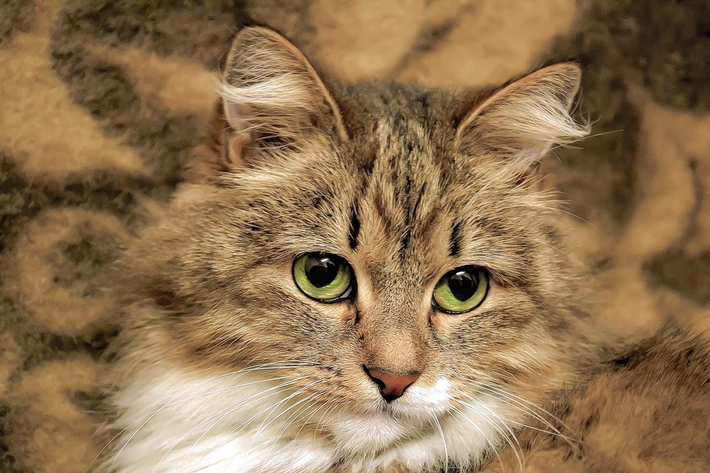 Photograph by Елена Боржковская