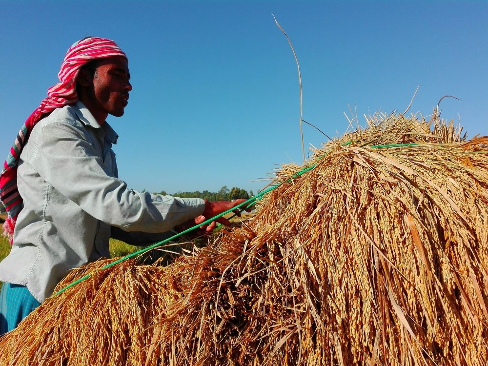 Farmer working people in the field