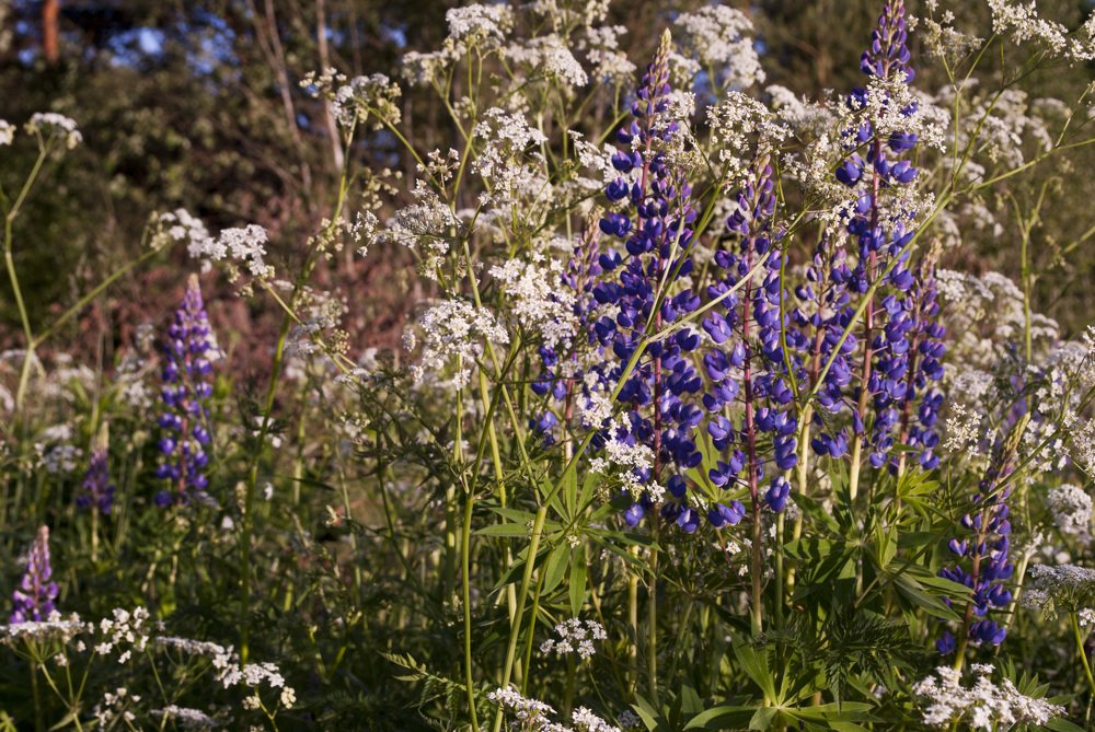 В поисках люпинового поля
