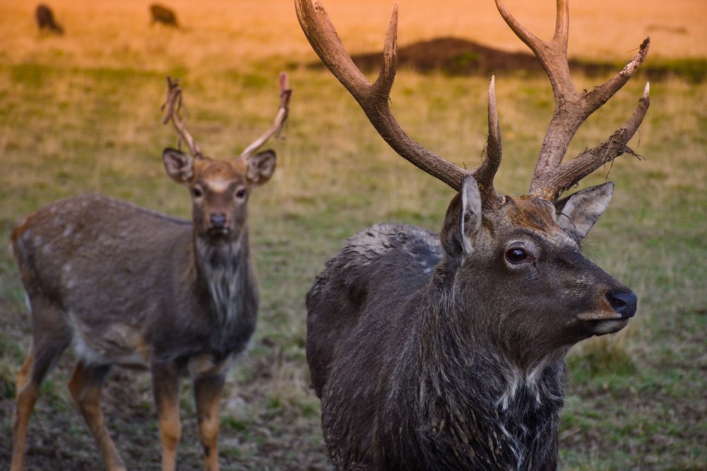 Photograph by Никита Сластен