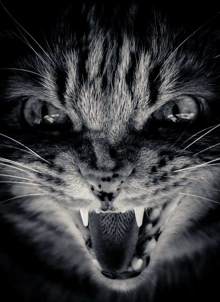 Осторожно я злой