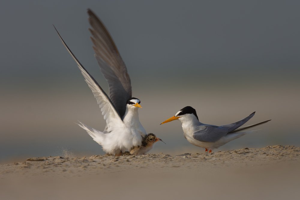 Little Tern