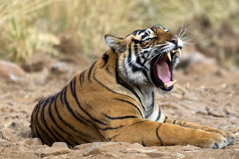 The Road Block to die for!!!