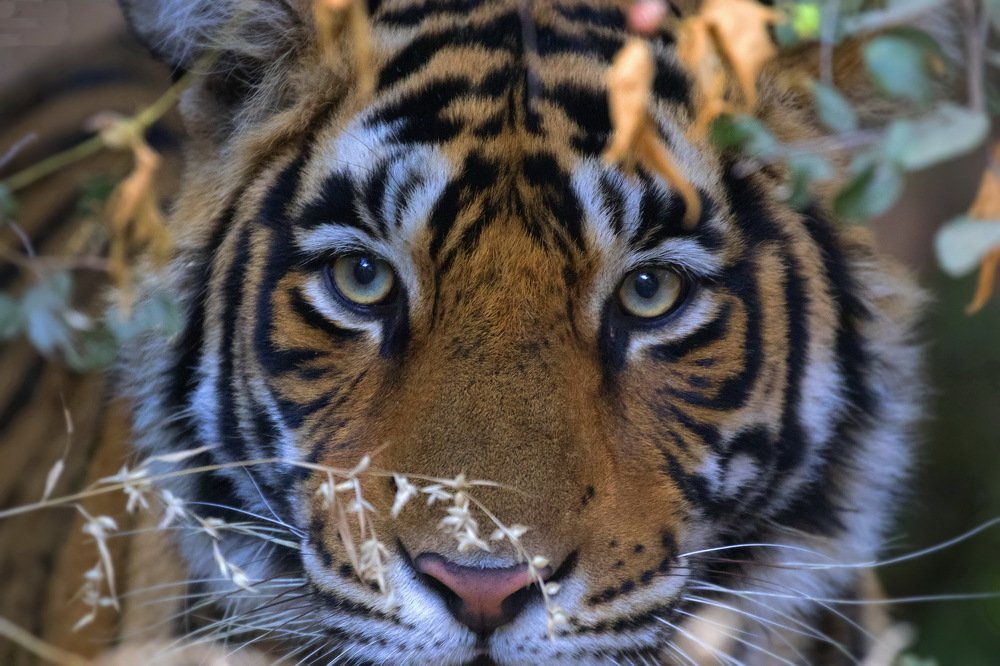 Too Close to Comfort