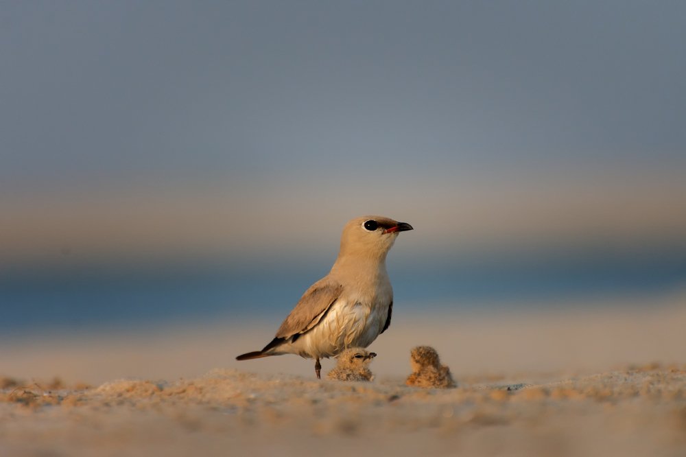 Small Pratincole