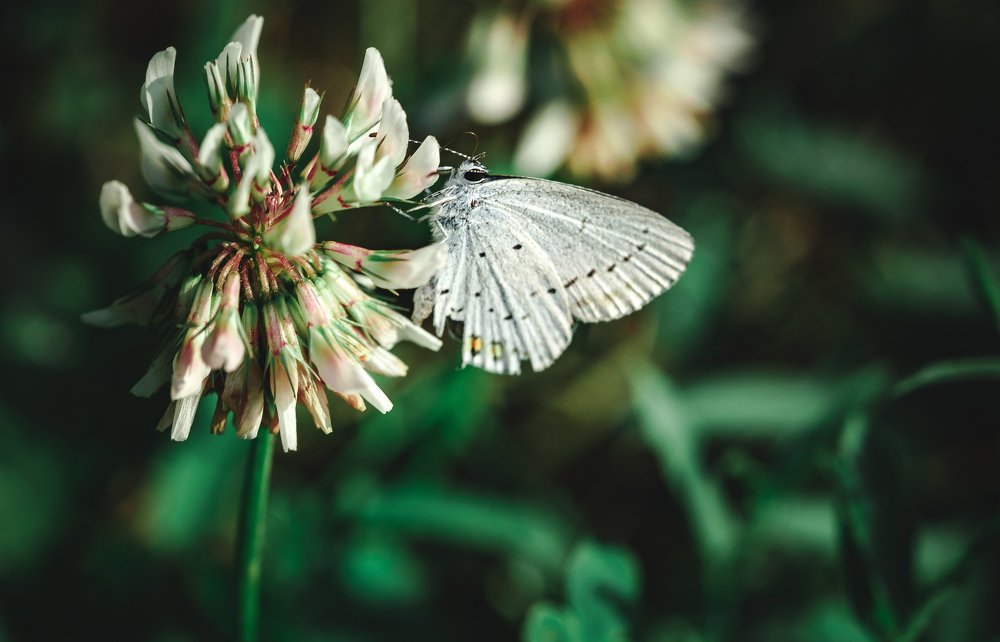 Бабочка на цветке.