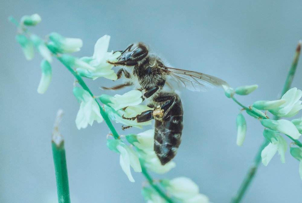 Пчела собирает нектар на цветке.