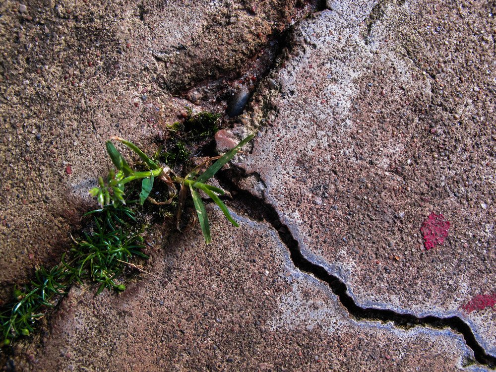 Жизнь побеждает