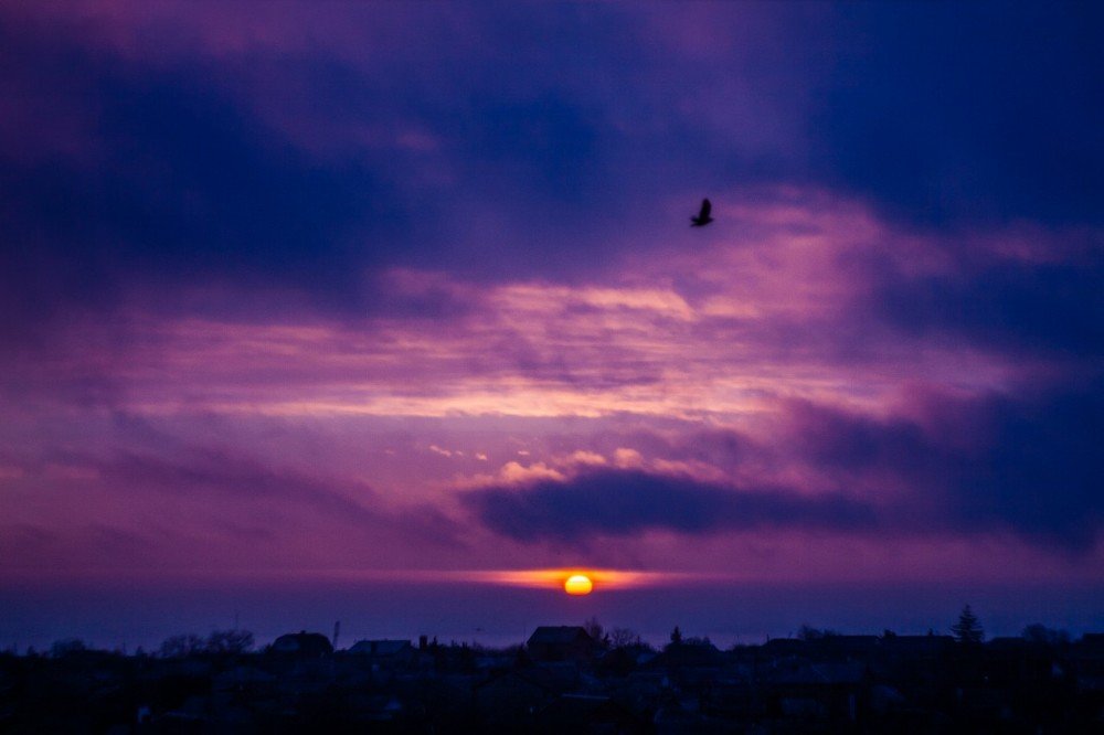 Чайка на рассвете