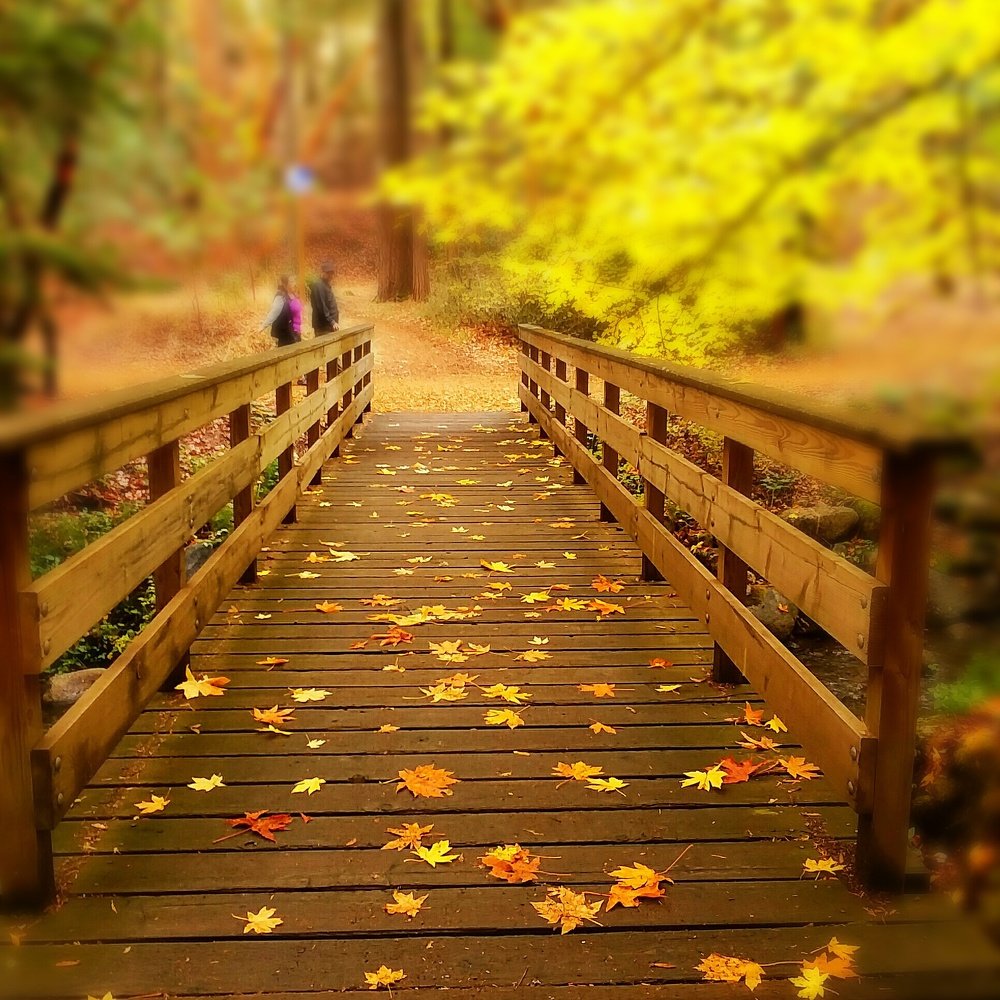 The Healing Bridge
