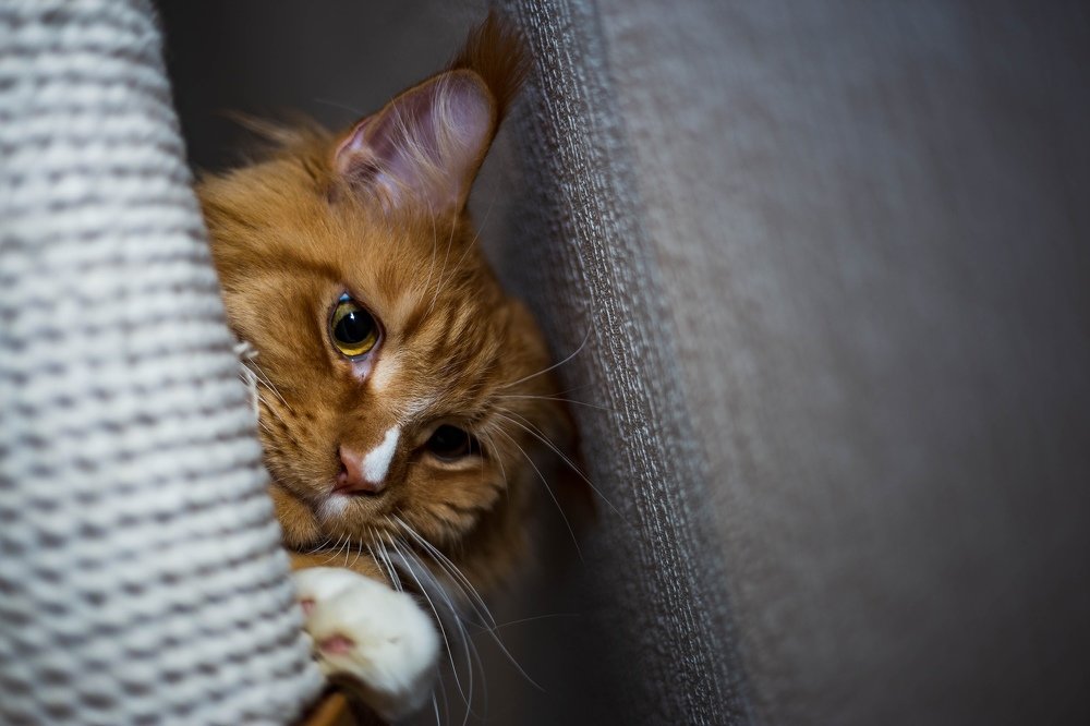 Photograph by Дмитрий Гурьянов