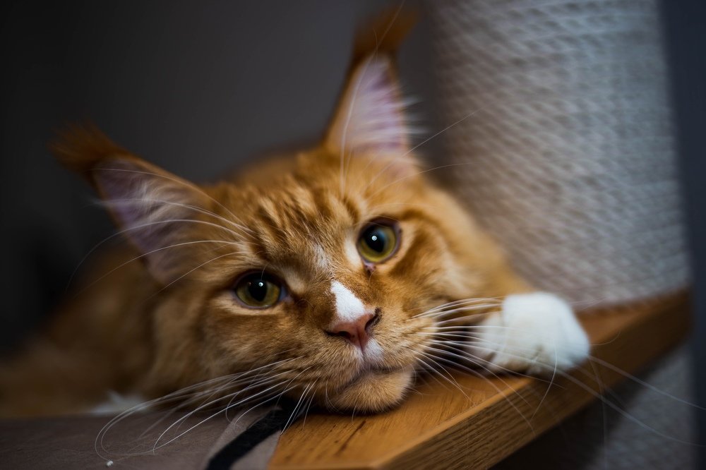 Photograph by Дмитрий Гурьянов