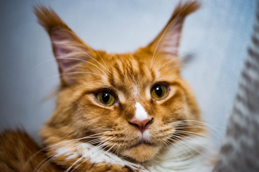 Photograph by Дмитрий Гурьянов