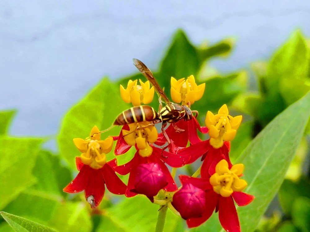 Insect and flower