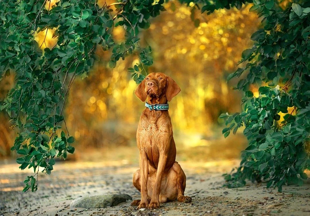 Венверская выжлая Марк