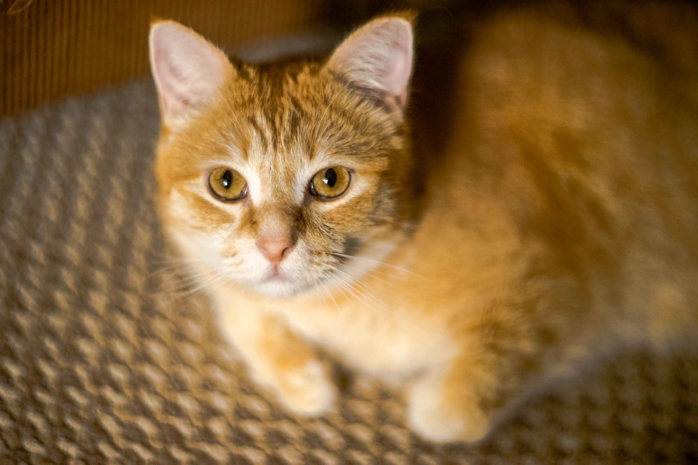 мой портрет