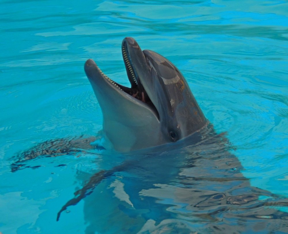 Улыбка дельфина