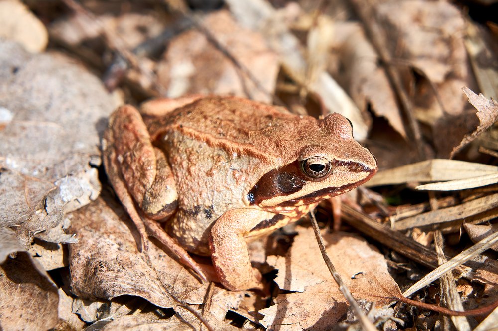 Жаба на солнце