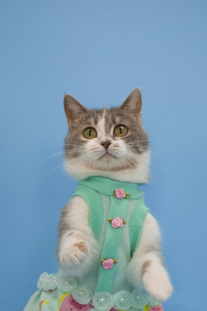 Кошка в платье
