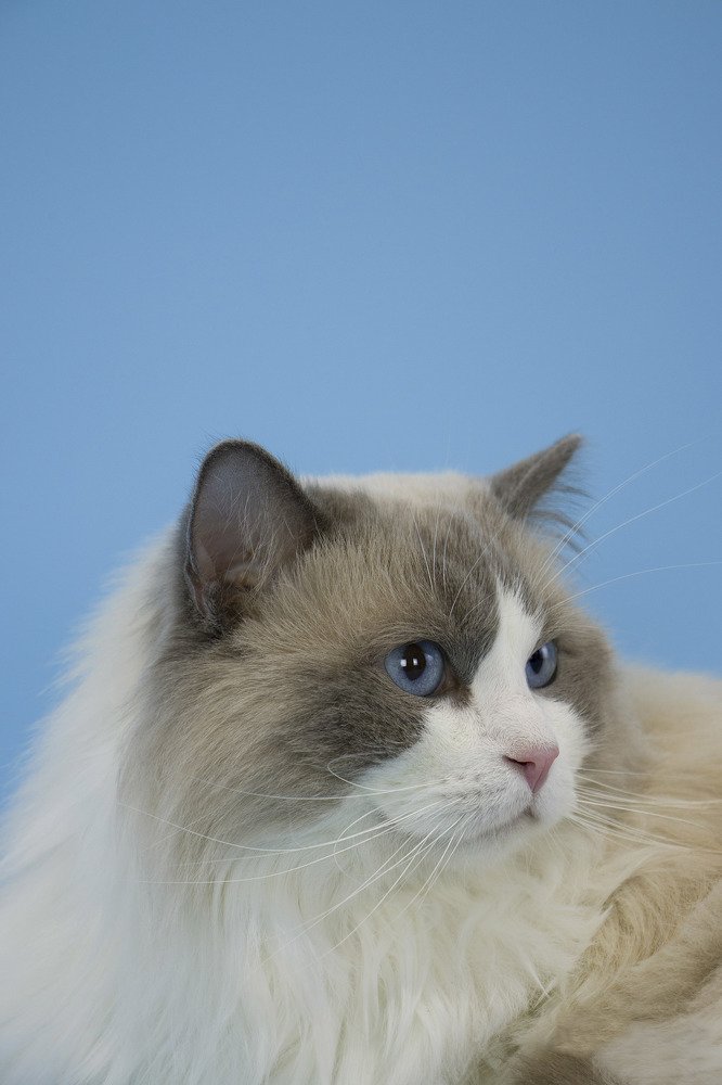 Сибирский кот