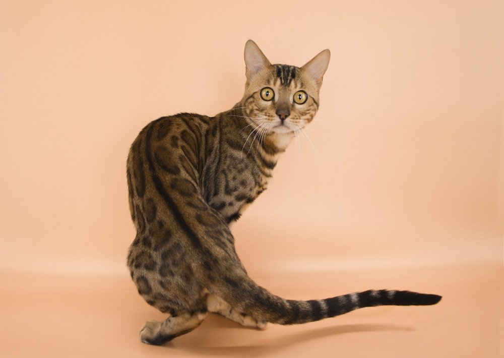 Бенгальская грация