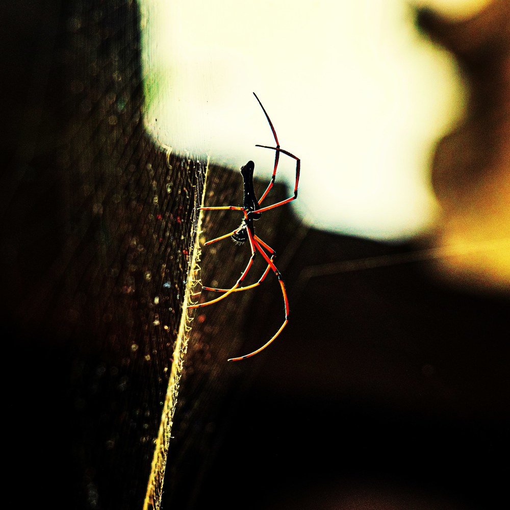 Spider